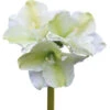 Fink Living Amaryllis Estelle