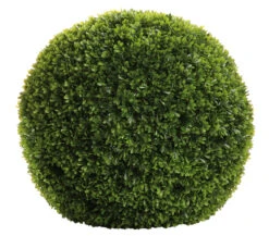 Fink Living Buchskugel Buxus
