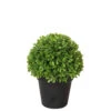 Fink Living Buchskugel Im Topf Buxus I