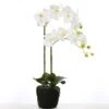 Fink Living Orchidee Phalaenopsis Weiß