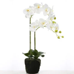 Fink Living Orchidee Phalaenopsis Weiß