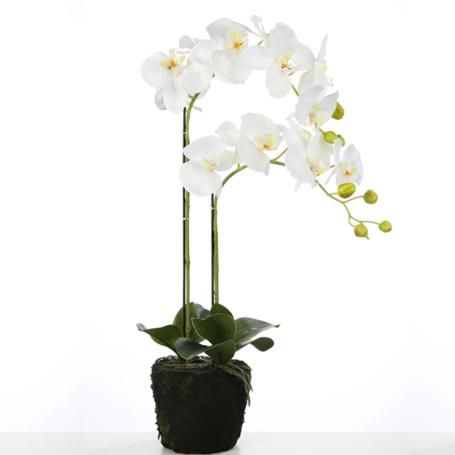 Fink Living Orchidee Phalaenopsis Weiß 1 Fink Living Orchidee Phalaenopsis Weiß